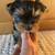 Toy Yorkie** 2 thumbnail