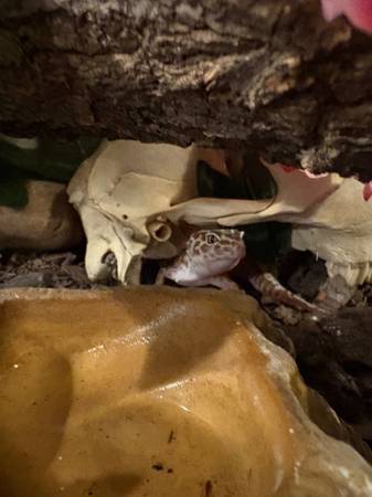 Leopard geckos and enclosure63625176111745122