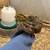 Quail 1 thumbnail