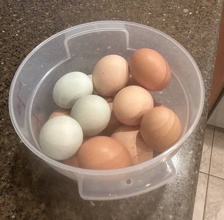 Free range eggs 1
