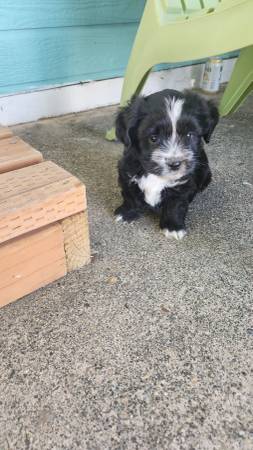 Reubicación de cachorro adorable63866763888257123