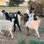 Boer Goat commercial herd 6 thumbnail