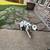 Dalmatian 2 thumbnail