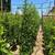 Ficus ‘Nitida’ – COLUMN 2 thumbnail
