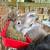 Rabbits 14 thumbnail