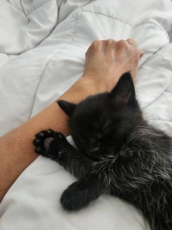 Kittens Ready for Their New Forever Homes (Sumner)63874560745985123