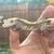 Geckos 22 thumbnail