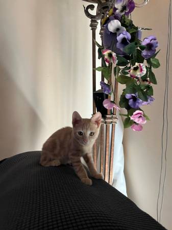 2 Kittens looking to be adopted. 4 month old males. (Coachella)63920646160770123