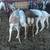 Goats mix 8 thumbnail