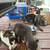 Kittens in need of new home 5 thumbnail