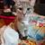 Free inside/outside cats 12 thumbnail