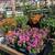 GORGEOUS WINTER VEGETABLE STARTS & FALL COLOR 13 thumbnail