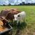 Steers 1 thumbnail