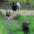 Naturally Raised Icelandic Ewe Lambs 7 thumbnail