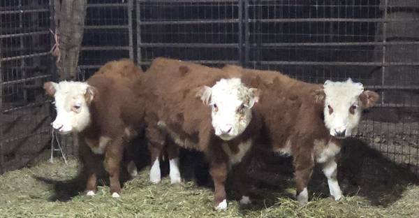 3 Miniature Hereford Bulls (4 & 5 months old) 1