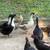 Ducks 3 thumbnail