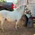 Apallusa stud pony 1 thumbnail