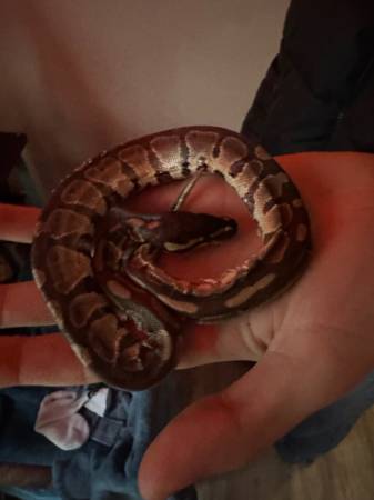 Ball python 1