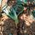 Blue agave(Century plant) 6 thumbnail