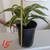Indoor plants 4 thumbnail