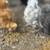 Chickens - Silkies 1 thumbnail