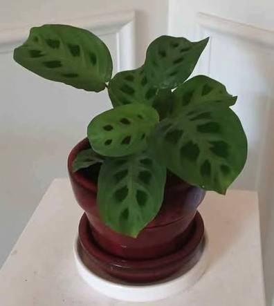 PRAYER PLANT 1
