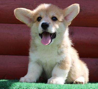 female corgi puppies702-Nine97-80five2 1