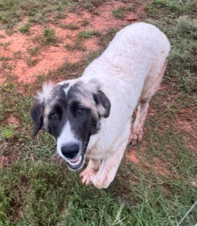 Cachorro gratuito de cruce de Gran Pirineo63670590883587120