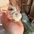 Silkies 3 thumbnail