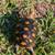 Redfoot tortoise 3 thumbnail