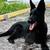German Shepard 1 thumbnail