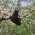 Honeybee Swarm Rescues 6 thumbnail