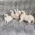Balinese Kittens (Long haired Siamese) 7 thumbnail
