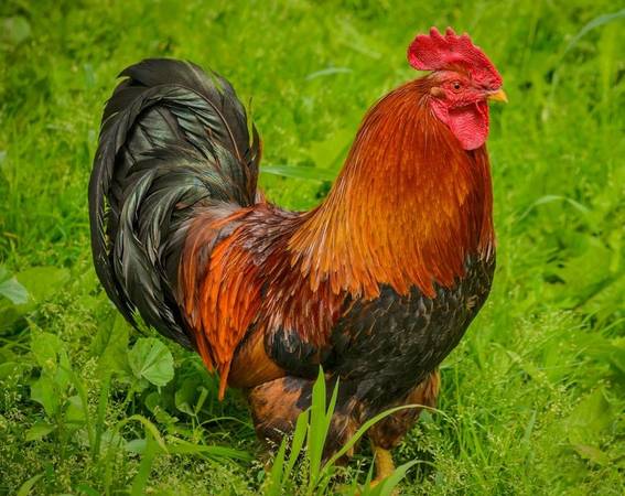 FREE Welsummer Rooster 1