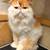 Persian kittens 3 thumbnail