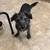 Found dog by ACE hardware, Eureka way 3 thumbnail