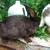 Rabbit 2 thumbnail