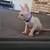 Sphynx 8 thumbnail