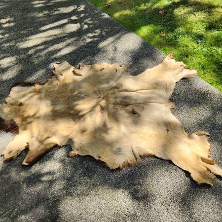 Hide, Elk 1