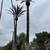 Tree and Palm Service 4 thumbnail