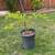 Sweet and Healthy Pomegranate plant 3 thumbnail
