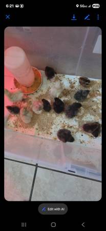Chicks 1