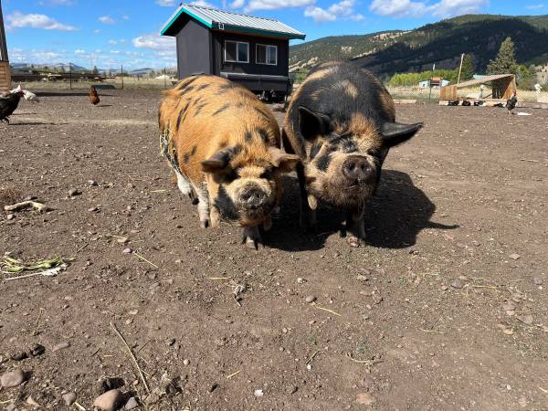 Kunekune breeding pair 1