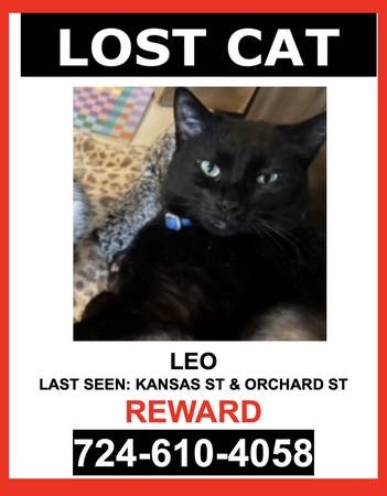 LOST CAT - BLACK / LOSING FUR /BOMBAY / MALE - $$ Reward $$ 1