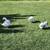 Hatching eggs / Chicks / started birds (Chicks and ducks avaliable) 1 thumbnail