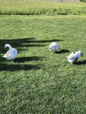 Hatching eggs / Chicks / started birds (Chicks and ducks avaliable) 1