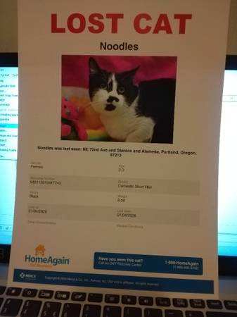 Lost Kitty - 72nd ave between Stanton and Alameda 1