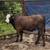 Calves 1 thumbnail