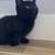 Kitten 3 thumbnail