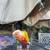 Pineapple conure (yellow factor) 3 thumbnail